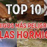 Los principales enemigos de las hormigas y qué las ahuyenta