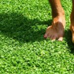 Opciones prácticas y estéticas para sustituir el césped