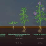 Periodicidad Anual para el Corte de Alfalfa