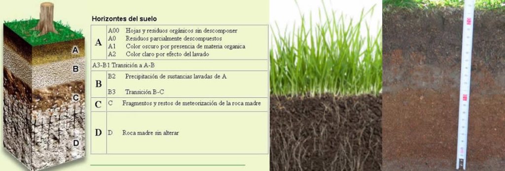 Todo lo que necesitas para cultivar pasto bermuda en casa