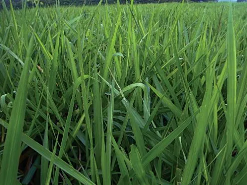Variedades de pasto con alto contenido proteico