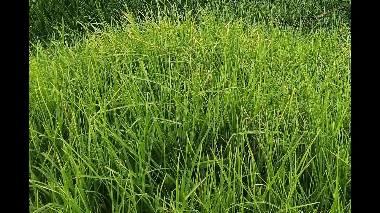 Ventajas y desventajas del pasto kikuyo en tu jardín